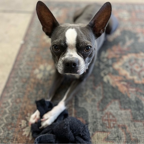 🐶WE ARE LIVE🐶 - Picture 11 of 17